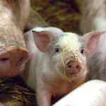 Swedish food giant vows action over Danish pigs