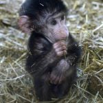 This little baboon is just one week old.Photo: Janerik Henriksson/TT