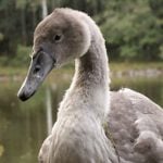 Dane calls cops over aggressive swans