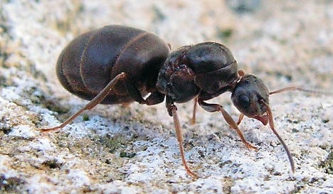 Scientists find that ants have toilets too