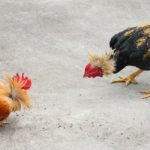 Cock fighting escapes animal cruelty ban
