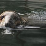 Swedish seal culls hit by new EU trading rules