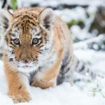 Dragan the Siberian tiger (born in October 2014) trots through the snow at the Zoo Eberswalde. Photo: DPA