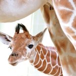 It's a girl! In Karlsrühe, mama Wahia welcomed the first baby giraffe born at the zoo on January 23. Photo: Fränkle/Stadt Karlsruhe