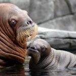 A walrus mama introduces her son to the world at the Tierpark Hagenbeck in Hamburg.  Photo: DPA
