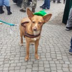 "Pixie is Irish because I'm Irish," said dog owner Morrin, who moved to Berlin from Ireland. "She thinks St. Patrick's Day is fun."Photo: Emma Anderson, The Local