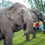 Swedish council outlaws elephants in town centre