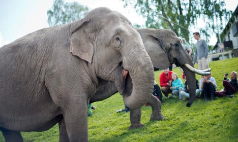 Swedish council outlaws elephants in town centre
