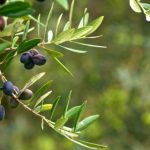 Olive disease threatens Italian Easter tradition