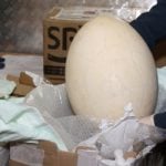 Giant prehistoric egg seized at Italian airport