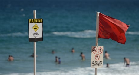 German tourist killed in shark attack in Egypt