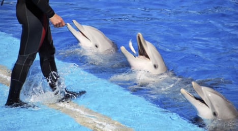 Dolphin trainer accused of abuse found dead