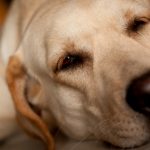 Man dies saving blind dog in Italy
