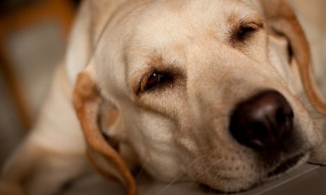 Man dies saving blind dog in Italy