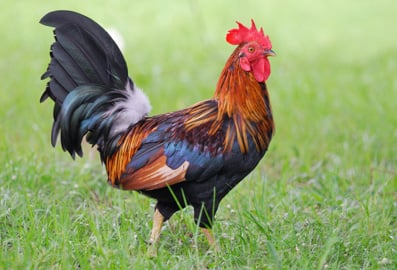 Man shoots neighbour over noisy rooster