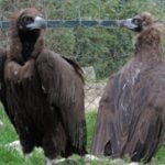 Spain’s newest export to France: Vultures