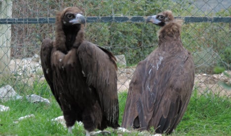 Spain's newest export to France: Vultures