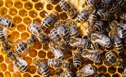Honeybees at risk from climate change