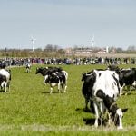 For dairy cows to qualify as organic, they need to spend their summer on grass. Photo: Simon Skipper/Scanpix