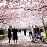 Danes and tourists enjoy the cherry blossoms at Bispebjerg Cemetery on Monday, April 20.Photo: Sophia Juliane Lydolph/Scanpix