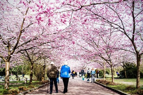 Copenhagen’s cherry blossoms bring out the selfies