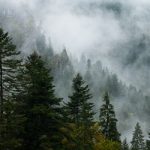 Austrian firm implicated in illegal logging