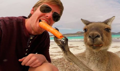Has a kangaroo scored Sweden's best selfie?