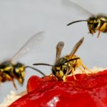Munich ice shop faces €10,000 wasp sting