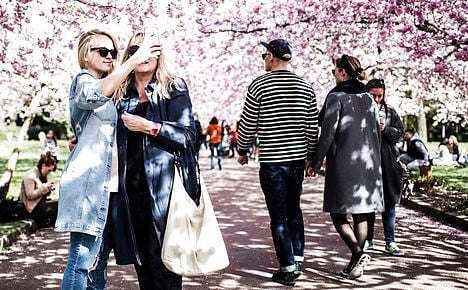 Copenhagen's cherry blossoms draw hordes