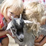 Animal ‘eczema’ closes Gothenburg kids’ zoo