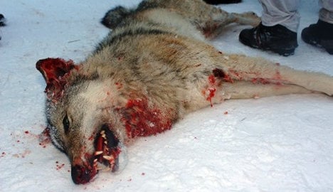 Five jailed for illegal wolf hunt in historic ruling