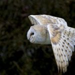 French court acquits ‘Harry Potter’ owl breeder