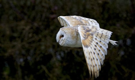French court acquits 'Harry Potter' owl breeder