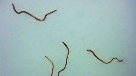 Earthworms rain from sky over Norway