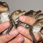 Endangered baby crocs fly to Cuba from Sweden