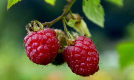 Frozen berry sales up despite deadly sickness