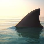 Magaluf ‘shark’ terrifying tourists was tuna fish