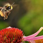 Oslo builds world’s first bumblebee highway