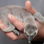 Students steal baby penguins from aquarium