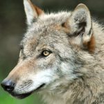 Prowling wolf reaches outskirts of Munich