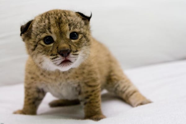 7 adorable animals on the brink of extinction
