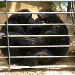 Escaped chimp found drowned after mate shot