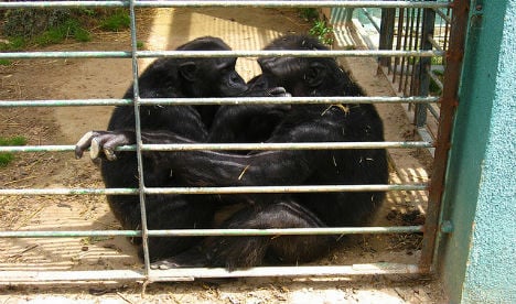 Escaped chimp found drowned after mate shot