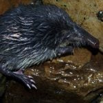 <b>Pyrenean desman.</b> Similar to a mole or a shrew, the Pyrenean desman makes its home in northern Spain. The desman, a swimming mammal that feeds on snails and shrimp, is under threat due to water pollution and the construction of dams.Photo: <a href="http://bit.ly/1IThqFo">David Perez</a> / Wikimedia Commons.