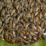 Swarm: Five attacked by bees in Toledo