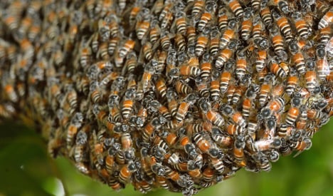 Swarm: Five attacked by bees in Toledo