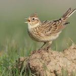 <b> Eurasian skylark </b> – Known in German as "Feldlerche", the skylark is quite common throughout Europe, but in Germany it is endangered after a 30 percent decrease in numbers since the 1980s. They are known for the song of the male, which is delivered in hovering flight from heights of 50 to 100 m.Photo: via Nell Smith: http://bit.ly/1ILbEXQ