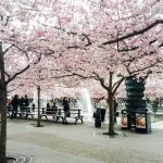 The Local reader Natalia Borisenko sent us this amazing photo of blossoming trees in Stockholm.Photo: Natalia Borisenko