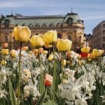 Reader Kitty Krohne sent in this photo of tulips outside Hotel Rival in Mariatorget, Stockholm.Photo: Kitty Krohne
