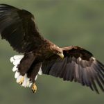<b>White-tailed eagle</b> – It's not all bad news. This majestic bird is Germany's national symbol and appears on their coat of arms. About 100 years ago the white-tailed eagle had died out in various parts of Europe, but has experienced a comeback after great conservation efforts in the 20th Cenutry. In 2005 its status changed from slightly endangered to not endangered.Photo: <a href="http://bit.ly/1FyKzEH">Wikimedia Commons</a>